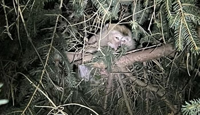 Don’t approach lab monkey missing after Pennsylvania crash, people told