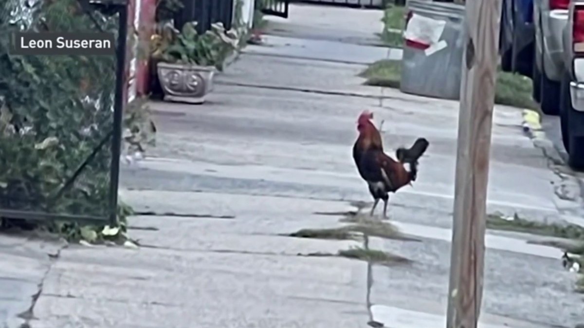Man Walking on NYC Street Attacked by Rooster That Has Terrorized Neighbors for Years – NBC 6 South Florida