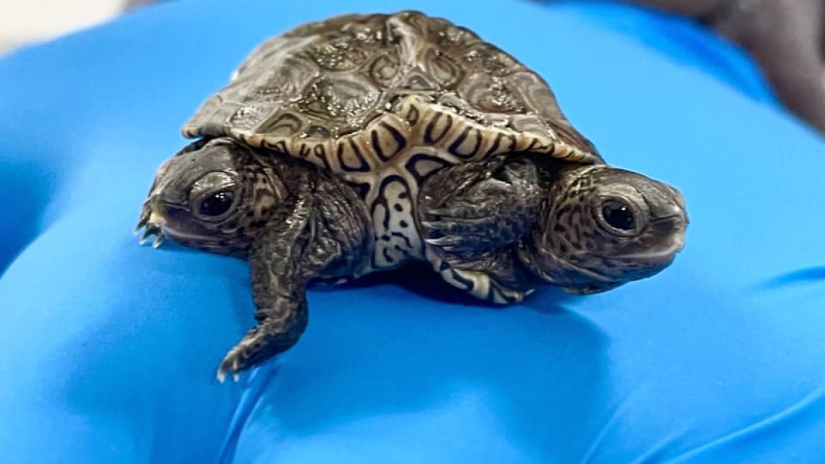 Rare 2-Headed Baby Turtle Thriving at Massachusetts Animal Refuge – NBC 6 South Florida