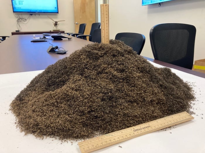 This is what one million mosquitoes look like