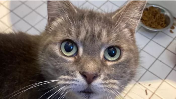 Maine cat that ended up in Florida is headed home
