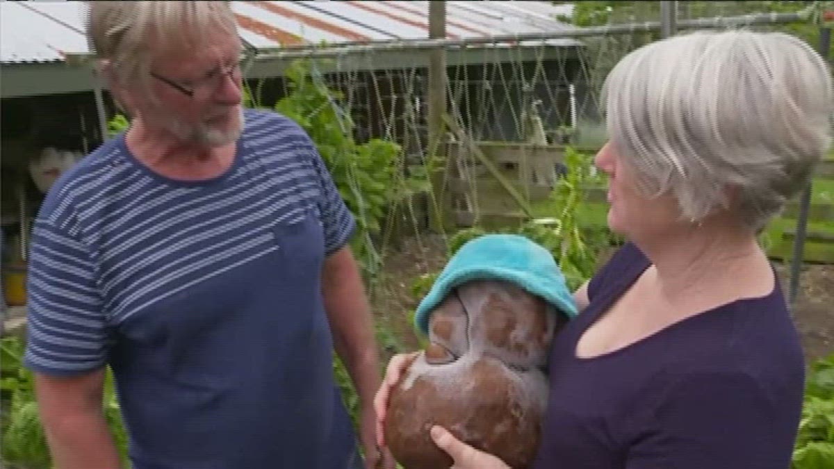 Doug the Ugly New Zealand Potato Could Be World’s Biggest – NBC 6 South Florida