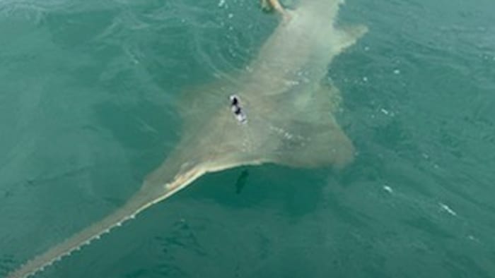 ‘What a fish. Wowza!’ Florida tourist reels in rare catch off Brevard