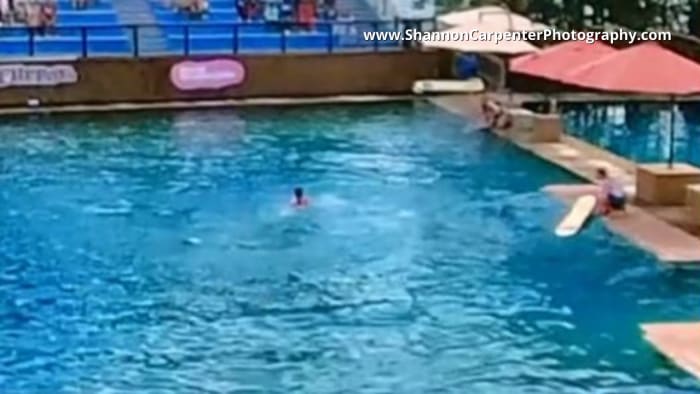 Trainer attacked by dolphin during show at Miami Seaquarium