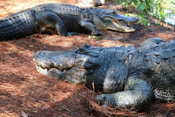 Gatorland power couple expected to lay eggs later this year