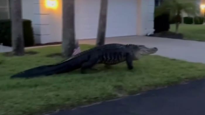 Video shows 10-foot gator wandering through Florida neighborhood