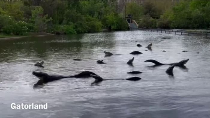 4 safety tips from Gatorland experts