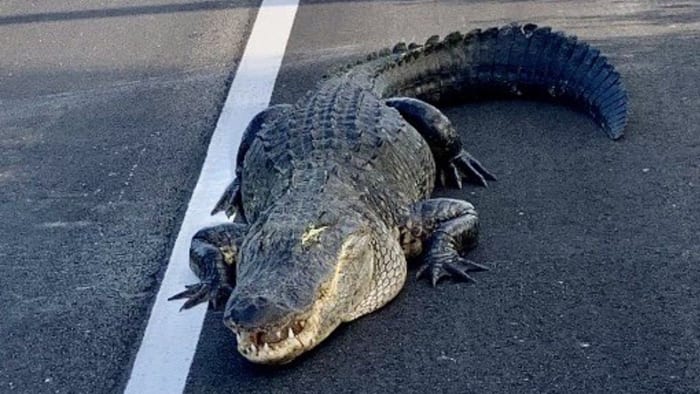11-foot alligator slows SR-417 near Oviedo