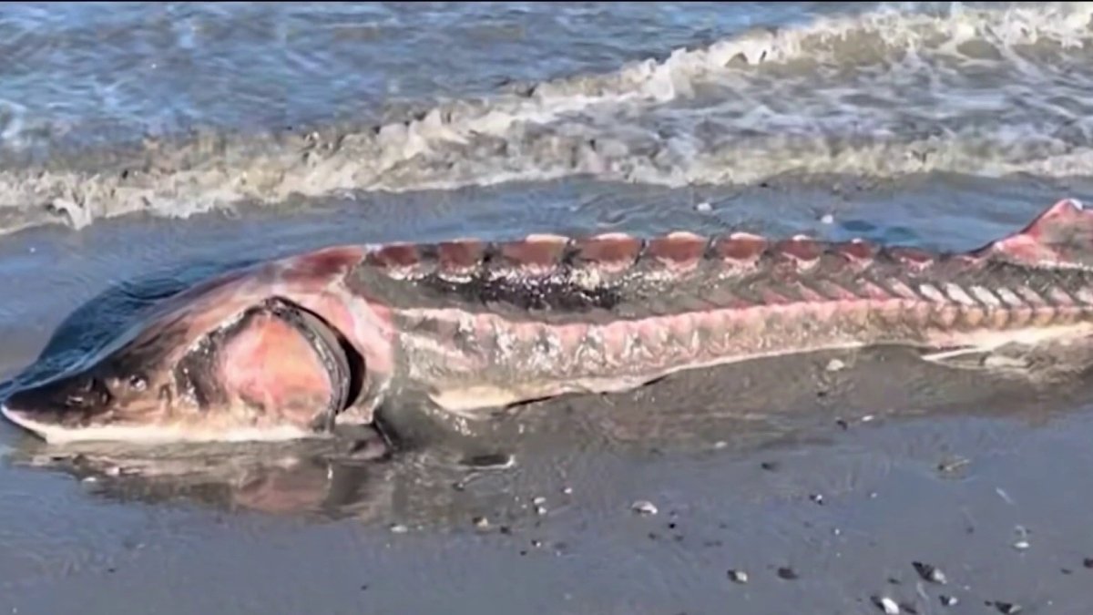 Massive Rare Fish Washes Ashore on Revere Beach in Massachusetts – NBC 6 South Florida