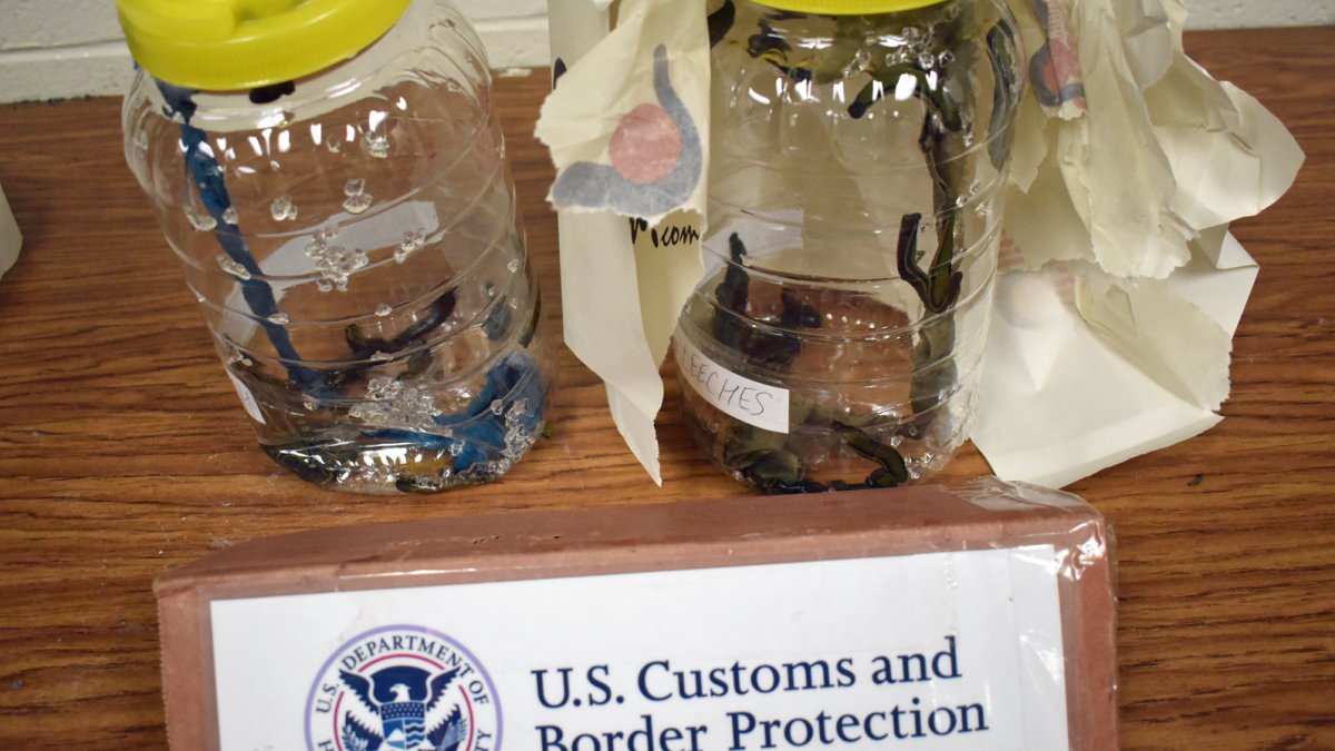 Philadelphia Customs Agents Seize 300 Bloodsucking Hirudo Medicinalis Leeches – NBC 6 South Florida